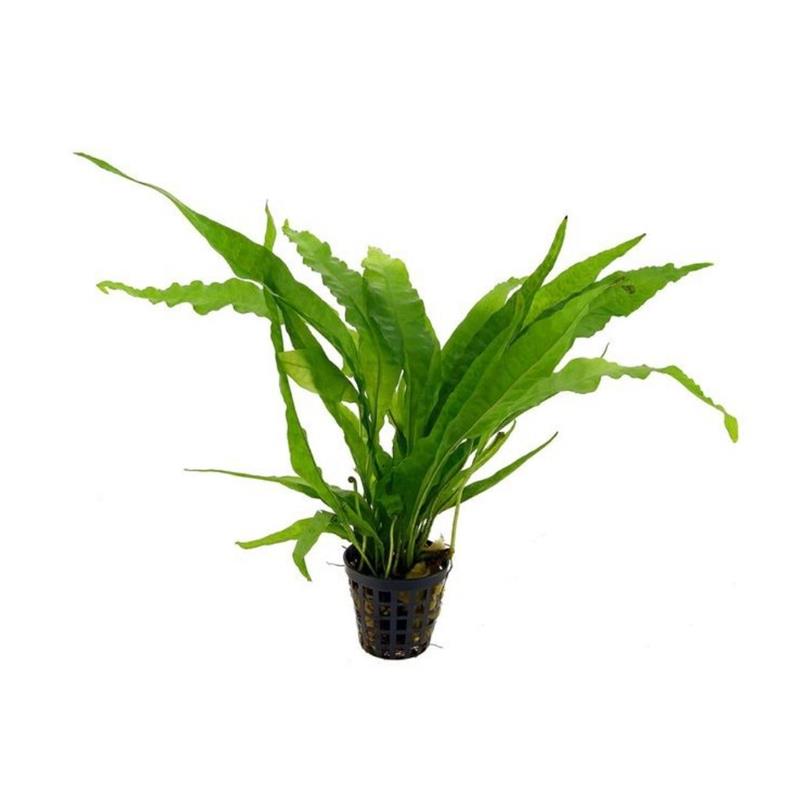 Planta acvariu Stoffels Microsorum Pteropus Latifolius - imagine 4